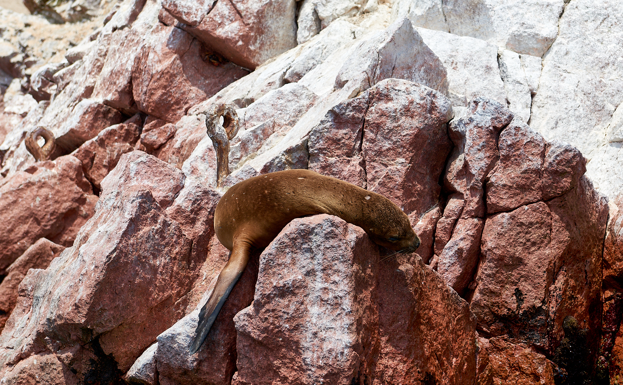 20200304 171 [페루] 바예스타섬